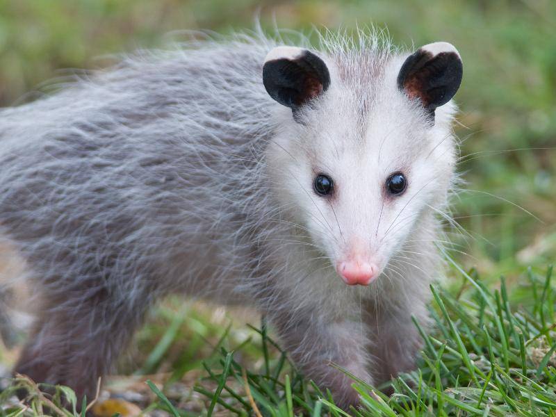 Bis zu sechs Kilo kann ein Opossum auf die Waage bringen – Bild: Shutterstock / Gerald A. DeBoer