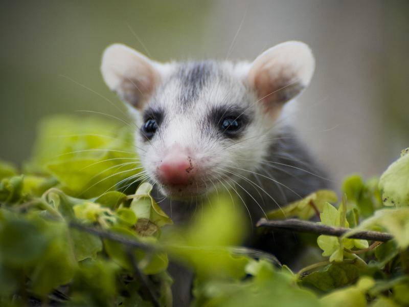 Jungtiere der Opossums werden bereits nach rund 12 Tagen geboren und bleiben dann zunächst im Beutel der Mutter – Bild: Shutterstock / Heiko Kiera