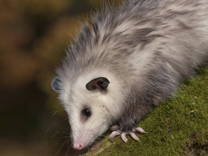 Nach circa drei Monaten werden Opossums selbstständig und entdecken allein die Welt wie dieses Kerlchen – Bild: Shutterstock / artcphotos