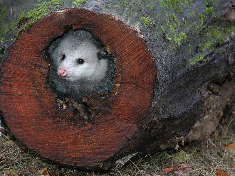 Tagsüber halten sich Opossums zum Beispiel in hohlen Bäumen oder Felsspalten auf – Bild: Shutterstock / Alan Gleichman