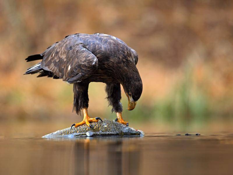 Als Nahrung bevorzugen diese Lebewesen Fische, aber auch Wasservögel... – Bild: Shutterstock / Ondrej Prosicky