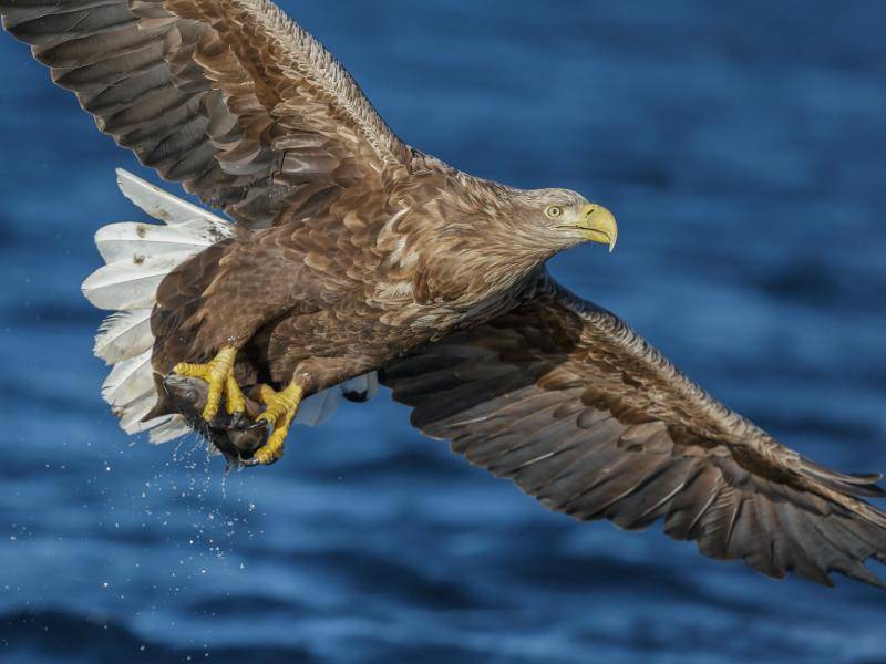 Zur Balzzeit fliegen Seeadler-Paare in der Luft umher und vollführen beeindruckende Sturzflüge – Bild: Shutterstock / Neil Burton
