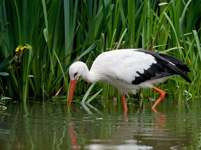 Storch-auf-Futtersuche-im-Wasser-shutterstock-Andrius Milinis-111178058 "Dort suchen wir dann nach Futter, zum Beispiel Fröschen oder Fischen!" – Bild: Shutterstock / Andrius Milinis