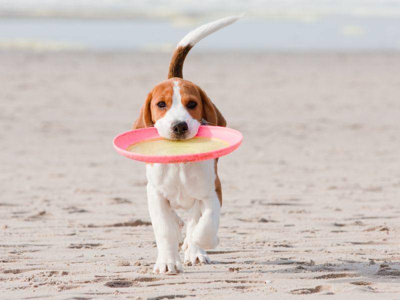 Süßer Beagle beim Spielen: "Schaut mal, was ich gefunde habe!" – Bild: Shutterstock / Peter Kirillov