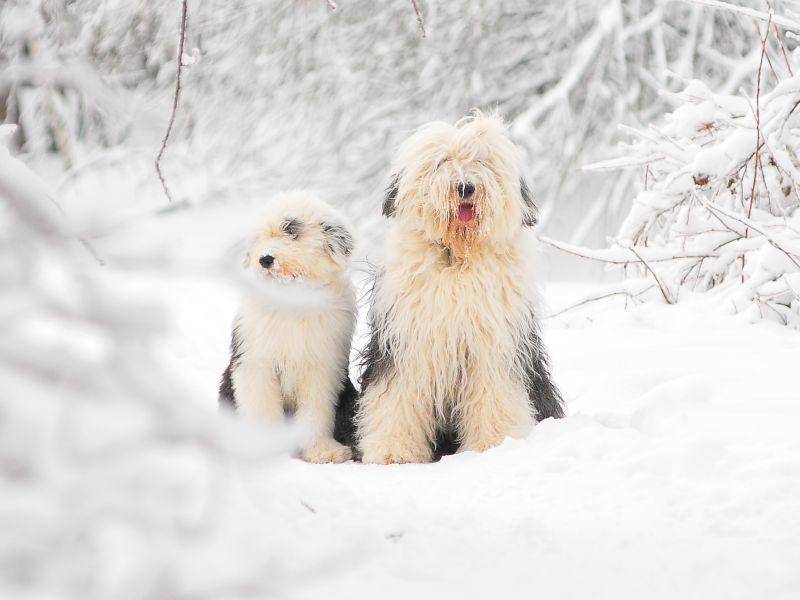 Im Schnee für's Foto posieren, das macht diese Bobtailfamilie doch gern – Bild: Shutterstock / Olga_i