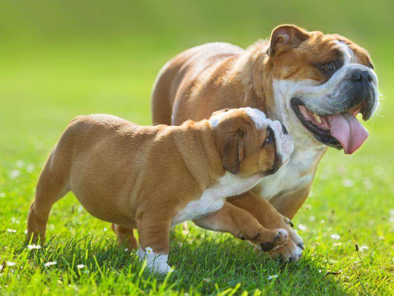 Englische Bulldoggen auf Tour: "Komm mit Kleiner, ich zeig dir die Welt!" – Bild: Shutterstock / Tatiana Katsai