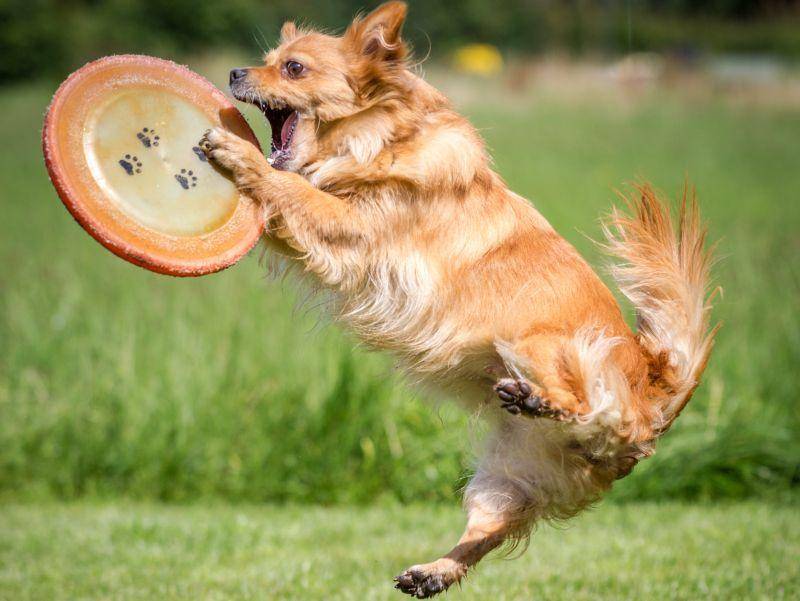 Kleiner Hund springt hoch hinaus: Ein tolles Spiel! – Bild: Shutterstock / Bildagentur Zoonar GmbH