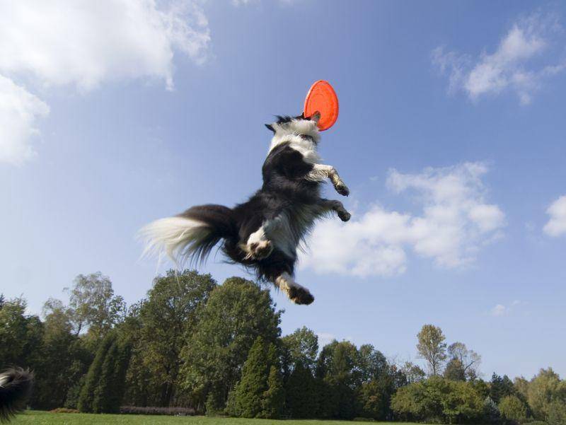 Sportlich, sportlich, dieser Frisbee-Fan! – Bild: Shutterstock / forbis