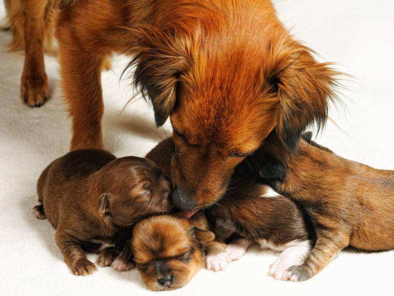 Pflegestunde bei ein paar Babyhunden: Sind alle da? – Bild: Shutterstock / Yuriy Chertok