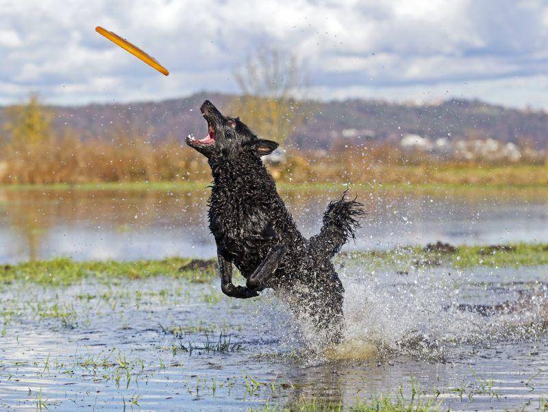 Frisbee und Wasser – eine tolle Kombination! – Bild: Shutterstock / LexiTheMonster