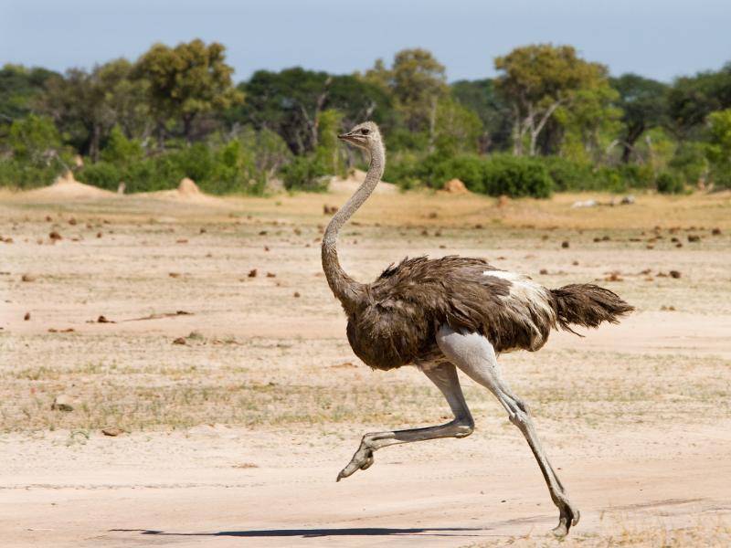 Afrikanischer-Strauss-rennt-shutterstock-paula french -165375407 Flink unterwegs: Mit ihren langen Beinen können sie bis zu 70 km/h schnell rennen! – Bild: Shutterstock / paula french