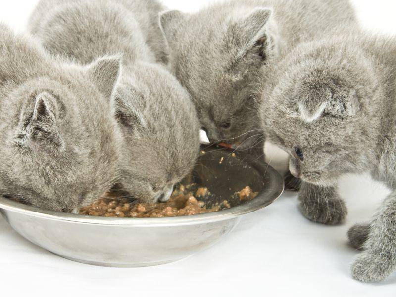 Und diese süßen Katzenkumpels bilden das Schlusslicht in unserer Runde. Guten Appetit! – Bild: Shutterstock / NatUlrich