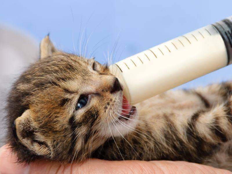 Braves Kätzchen: "Ich trinke noch meine Milch!" – Bild: Shutterstock / Katho Menden