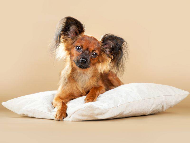 Der Russkiy Toy ist ein liebevoller, fröhlicher und anhänglicher Familienhund – Bild: Shutterstock / Ksenia Raykova