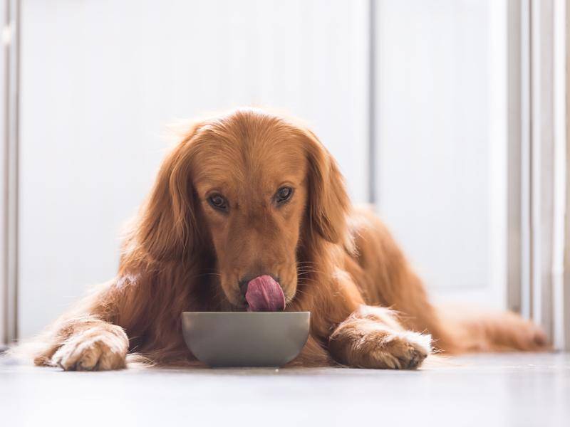Ihr Hund hat Durchfall? Viel Wasser und Schonkost sind angesagt – Shutterstock / Chendongshan