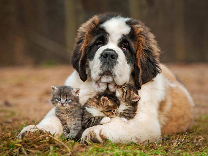 Hund-schützt-Katzen-Shutterstock-Grigorita Ko Toller Hund: Der Hütetrieb dieses Berhardiners kommt den Katzenbabys bestimmt zugute – Bild: Shutterstock / Grigorita Ko