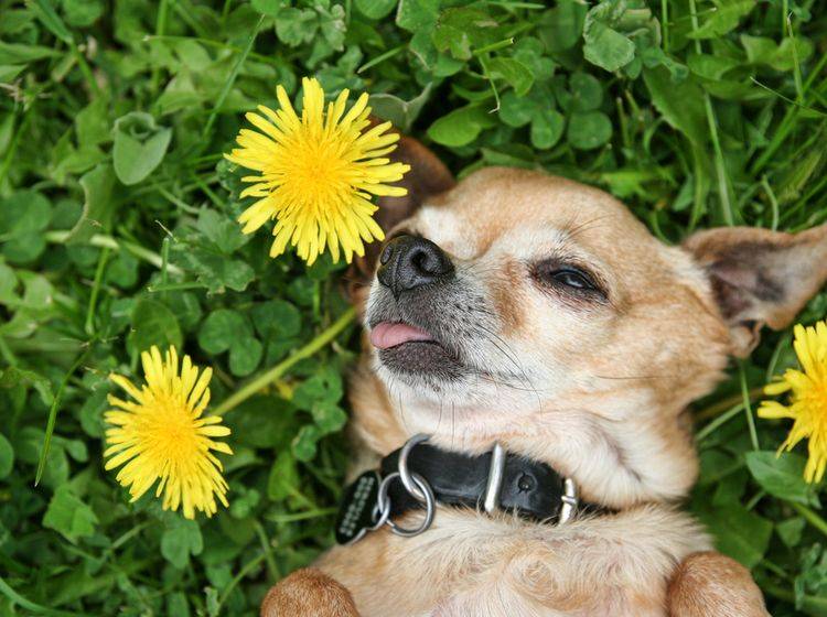 Hund-Chihuahua-Wiese-Blume-Loewenzahn Auf ´ner schönen grünen Wiese: Ein Chihuahua macht Hunde-Siesta