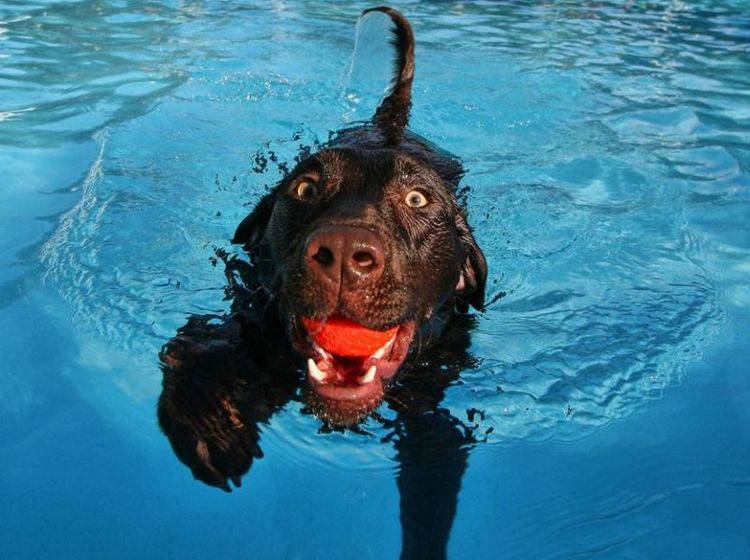 Hund-Labrador-Wasser Labrador Hund im Wasser