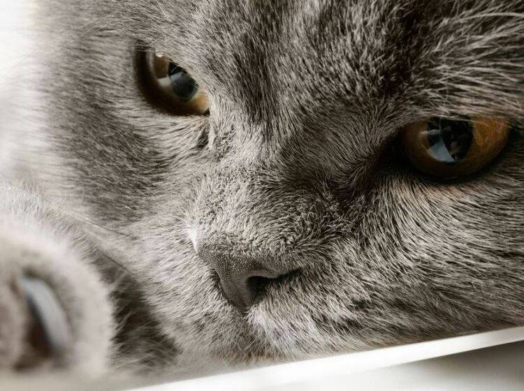 Britisch Kurzhaar Katze in Nahaufnahme