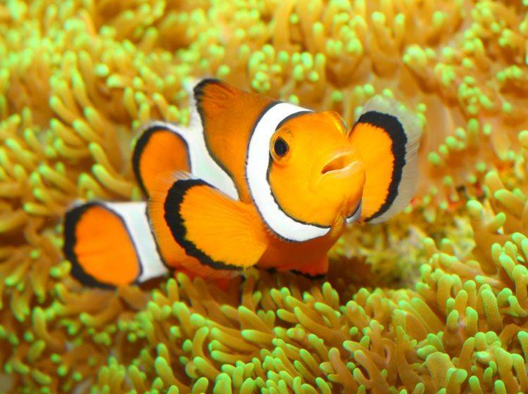 Anemonenfisch-Clownfisch-Orange Anemonenfisch oder "Clownfisch": Bekannter aus "Findet Nemo"