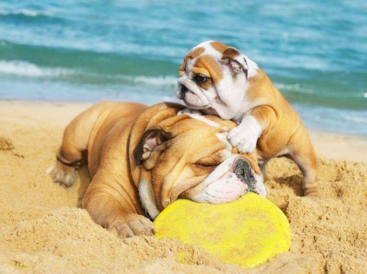 Bulldoggen-Hunde-Welpe-Strand-Meer-Ball-Spielen Papa und Sohn beim Spielen: Hunde im Urlaub