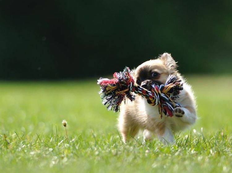 Chihuhua-Hund-Spielzeug-Rennend-Wiese Chihuahuas sind Schoßhunde? Wohl ein Gerücht!