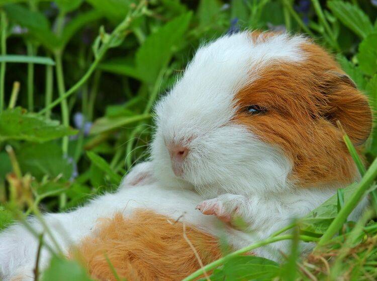 Meerschweinchen: Der knuffige Nager ist ein beliebtes Kinder-Haustier — Bild: Shutterstock / Ralph Loesche