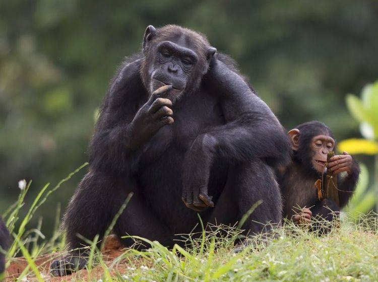 Ein begabter Künstler: Der Schimpanse