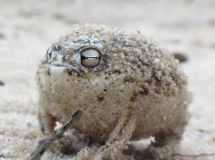 Süßer Frosch mit "beängstigendem" Kampfschrei