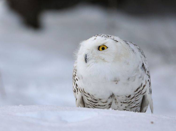Eule-Schnee Nur die Augen leuchten: Schneeeule im tiefsten Winter — Bild: Shutterstock / Stanislav Duben