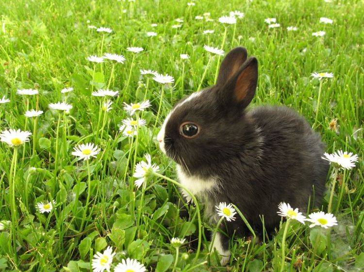 Hase-Schwarz-Weiss-Ostern-Wiese Niedlich: Schwarzweißer Hase auf einer gemütlichen Osterwiese — Bild: Shutterstock / Richard Peterson