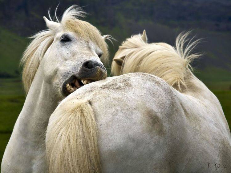 Idyllisch: Zwei Islandpferde bei der Fellpflege — Bild: Shutterstock / piotr beym