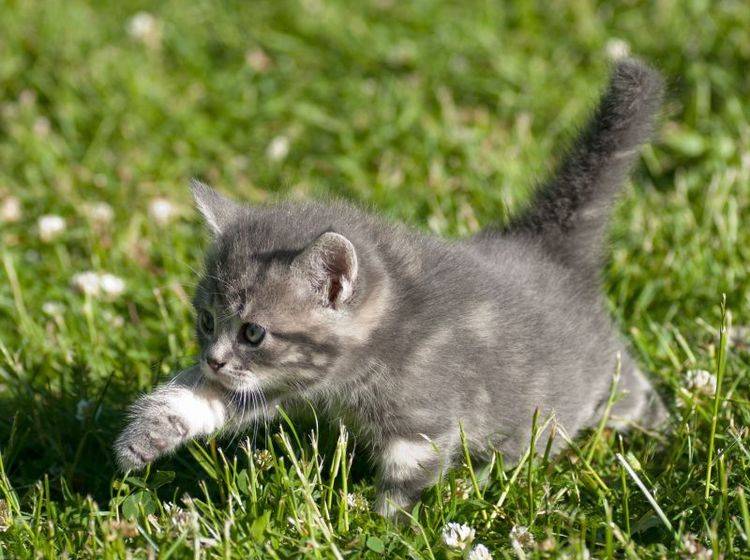 Katzenbaby-Wiese Sie sind so beliebt als Haustiere, weil... Katzen als Babys einfach bezaubernd und unwiderstehlich sind — Bild: Shutterstock / AnnaIA