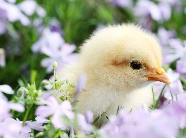 Kueken-Wiese-Lavendel Kleines Küken, großer Ausflug: Im Lavendelfeld lässt's sich Leben! — Bild: Shutterstock / Stephanie Frey
