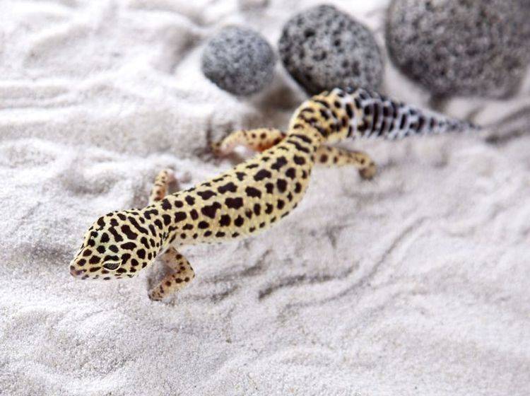 Leopard-Gecko-Eidechse Leopardgecko: Ein hübscher kleiner Kerl mit einem Muster wie sein Namensvetter — Bild: Shutterstock / FikMik