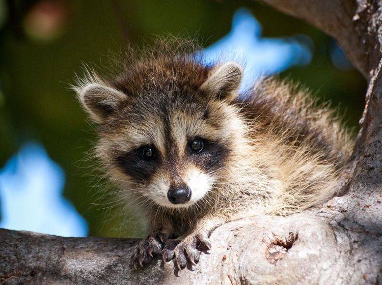 Waschbaer-Baby Waschbärbaby: Das kleinste Tierkind in unserer Bärenrunde — Bild: Shutterstock / Heiko Kiera
