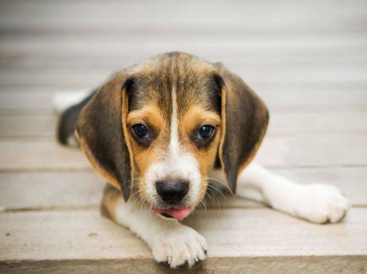 Beagle-Hund-Welpe-Holz So süß Beagle auch sind: Als Jagdhunde gehören sie in erfahrene Hände — Bild: Shutterstock / Kittipojn Pravalpatkul