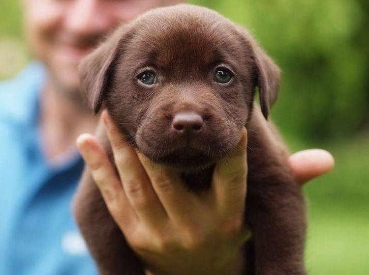 labrador-welpe-liegt-auf-hand Wie süß: So sieht der schokobraune Labrador in ganz klein aus – Bild: Shutterstock / Zdenek Fiamoli