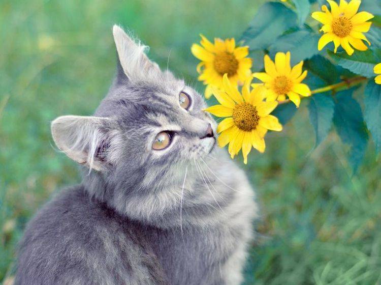 katze-riecht-an-blumen-shutterstock-vvvita Platz 10 geht 2013 an den schönen Katzennamen "Amy" – Bild: Shutterstock / vvvita