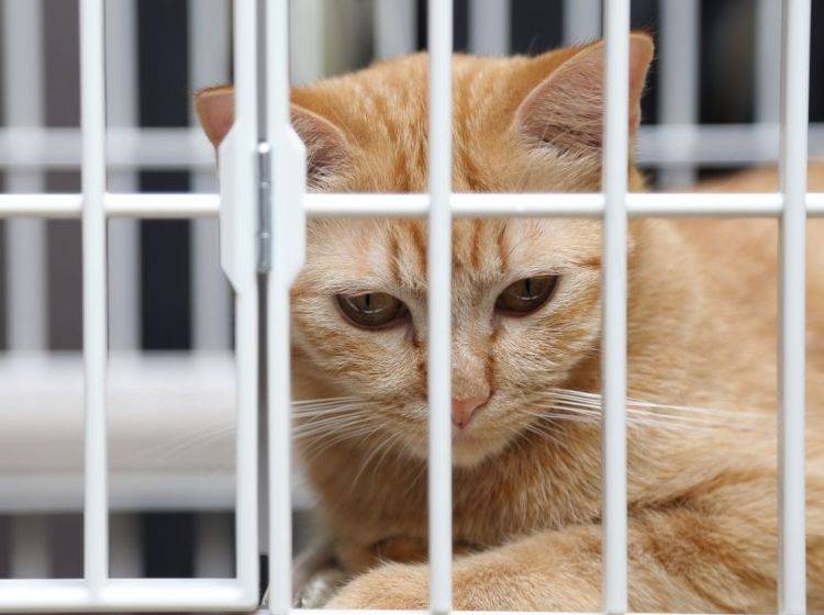 Den Tieren zu liebe: Katzenfutter ohne Tierversuche – Bild: Shutterstock / kimberrywood