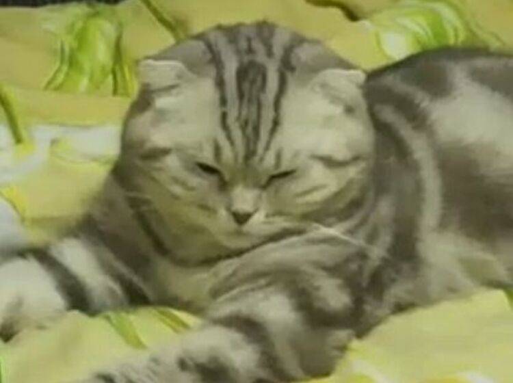 Süßer Kater braucht dringend ein Päuschen – Bild: Myvideo / Tommy08k