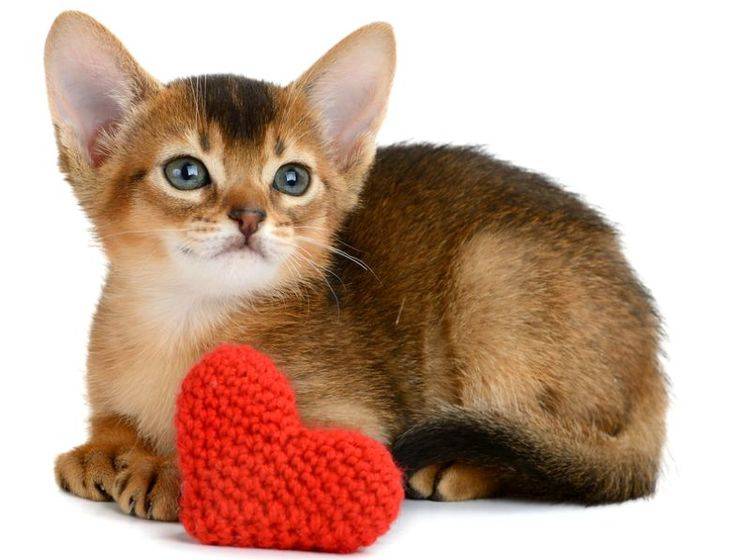 Vier Muttertagsgeschenke für Katzenhalter –Bild: Shutterstock / nelik
