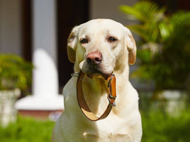 Tipps für das richtige Hundehalsband – Bild: Shutterstock / Jaromir Chalabala