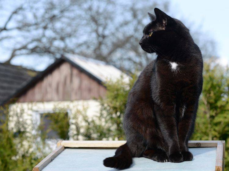 Hauskatze Bei Dieser Pflege Fühlt Sie Sich Wohl