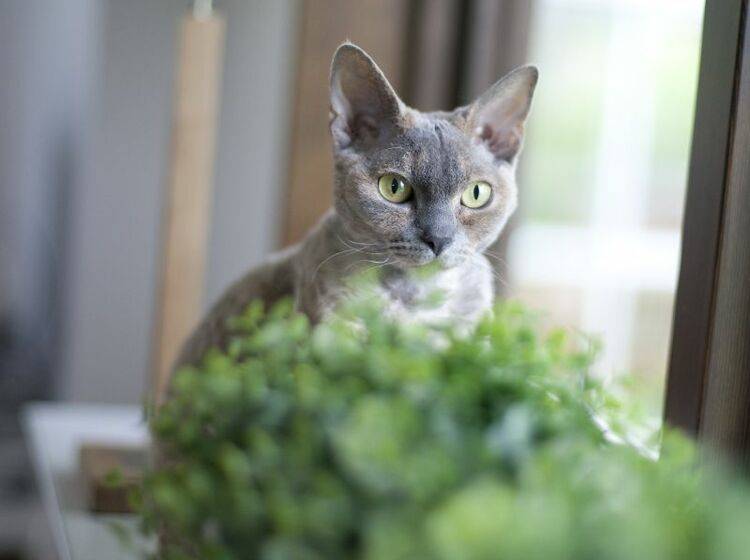 Das lockige Fell der Devon Rex braucht eine vorsichtige Pflege – Bild: Shutterstock / gunnargren