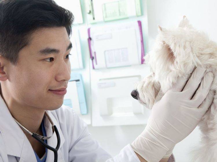 Grauer Star beim Hund ist in manchen Fällen operativ behandelbar – Bild: Shutterstock / XiXinXing