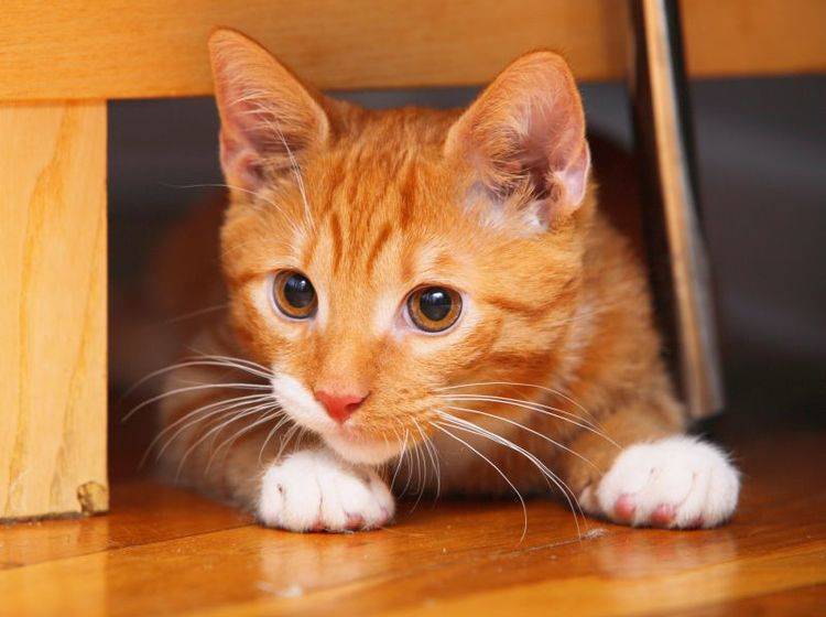 Spielschienen für aktive Katzen – Bild: Shutterstock / Voyagerix