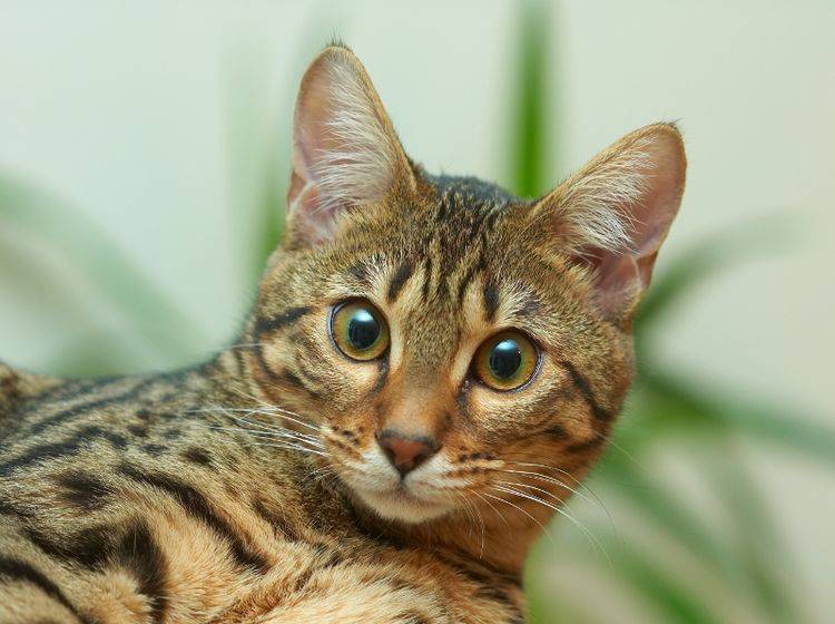 Bengal-Katze-guckt-erschrocken-shutterstock-MAGDALENA SZACHOWSKA-2653430 Wunderschöne Bengal-Katze: "Schau' mir tief in die Augen!" – Bild: Shutterstock: MAGDALENA SZACHOWSKA