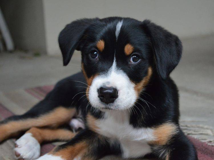 Grosser-Schweizer-Sennenhund-Welpe-suess-shutterstock-hc1225-228145462 "Bin ich nicht süüüüß?" – Bild: Shutterstock / hc1225