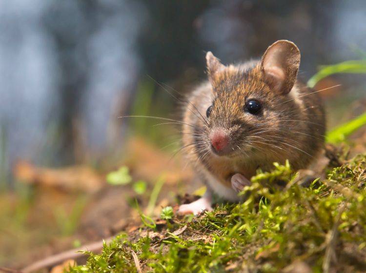 Waldmaus-suess-shutterstock-CreativeNature.nl-95264815 Emsig und neugierig: Die Waldmaus – Bild: Shutterstock / CreativeNature.nl